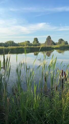 A pond with tall green reeds in the foreground. Two ducks are swimming in the pond. The sky is blue with some white clouds. The water reflects the sky and the trees on the far bank.
