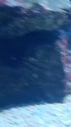 The video shows an aquarium with a sea urchin. The sea urchin is black with long spines and is sitting on a gravelly bottom. The water is murky and the lighting is dim. There are rocks and coral in the background. The video is blurry and shaky.
