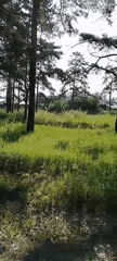 Pine trees and a playground in a Svirsk neighborhood
