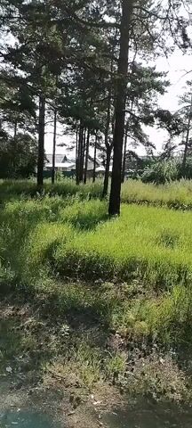 The video shows a view of a grassy area with several tall pine trees. The sun is shining, casting shadows on the ground. In the background, there are some buildings, possibly houses, peeking through the trees. The overall scene depicts a natural, outdoor environment.