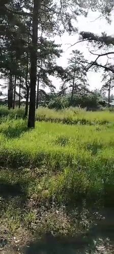 Pine trees and a playground in a Svirsk neighborhood