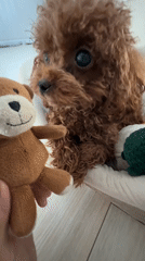 Curly brown toy poodle chills in its bed with a teddy bear