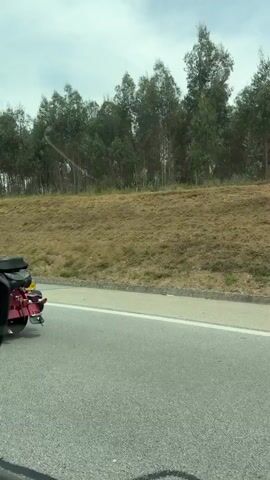 The media file captures a motorcycle with a sidecar in motion. The motorcycle is red and appears to be a Harley-Davidson, adorned with studded leather saddlebags and a Union Jack sticker on the rear fender. A person wearing a white shirt, light blue jeans, black gloves, and a silver and red helmet is operating the motorcycle. The sidecar also has studded leather components.

The motorcycle is traveling on a paved road, indicated by the lane markings and the presence of a white line on the right side of the frame. The surrounding scenery consists of a dry, grassy embankment with a line of trees in the background. The sky is overcast with clouds. The time of day appears to be daytime.

The activity taking place is a motorcycle ride. The camera is positioned to capture the sidecar from a slightly elevated perspective, suggesting it may be from another vehicle traveling alongside or behind.

Visible text includes "HOG 50" on a plate attached to the front of the motorcycle.

The location context is Albergaria-a-Velha, Portugal. The overall impression is a scenic ride through a rural or semi-rural landscape. There are no overt emotional cues visible, but the activity suggests a sense of freedom or enjoyment associated with motorcycle touring.