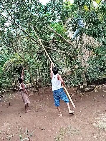 Two individuals are in a rural outdoor setting. One person, wearing a white tank top and blue shorts, stands near a tree and holds a long pole, using it to reach into the tree's branches. Another person, wearing a brown skirt, stands below the tree, looking up. The ground is dirt, and there are trees and vegetation visible. The scene appears to be focused on the act of harvesting something from the tree using the pole.