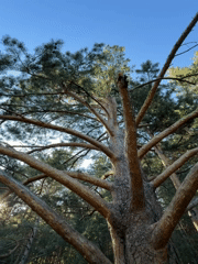 Witness documents pine forest and feeding squirrel in Krasnoyarsk
