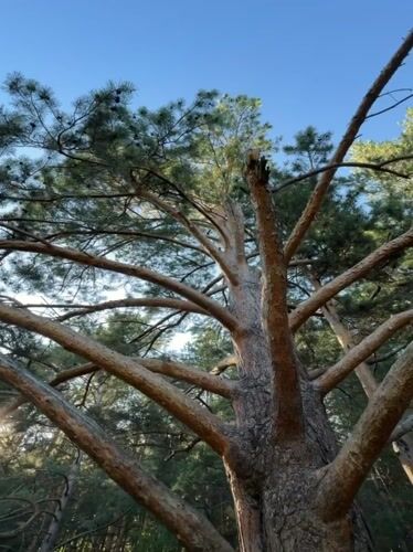 Witness documents pine forest and feeding squirrel in Krasnoyarsk