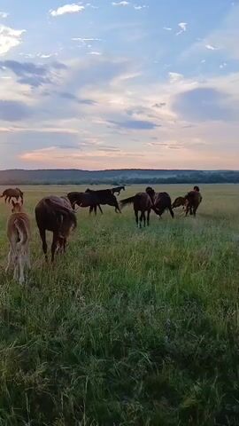 A herd of horses, including several foals, grazes in a grassy field under a sunset sky. The horses are of various colors, including brown, black, and white. The field is covered in tall green grass. The sky is filled with clouds, and the sun is setting in the distance, casting a warm glow over the scene. The video is a vertical, handheld shot, and it appears to be a candid moment captured in nature.