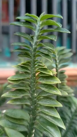 The video shows a close-up view of a green Devil's Backbone plant, with a green stem, oval leaves, and small white nodes along the stem. The background is blurry, revealing the color of a wall and a metal fence.