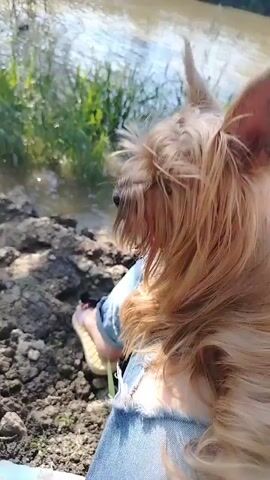 A small, long-haired, tan-colored dog sits on a person's lap, looking towards a body of water. The dog has upright ears and long fur framing its face. The person is wearing blue ripped jeans and light-colored sandals, with their lower legs visible in the frame. The dog's back is to the camera for the first part of the video. The camera then slightly pans to the left, revealing more of the water and the person's leg. The water is a brownish color with green reeds and grasses growing along its edge. Trees and foliage are visible on the opposite bank under a bright sky. The sound of chirping is audible.