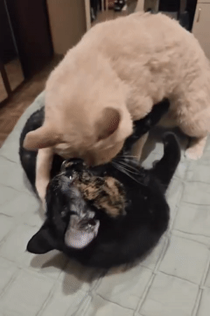 Cats napping and grooming on a Kyiv apartment bed
