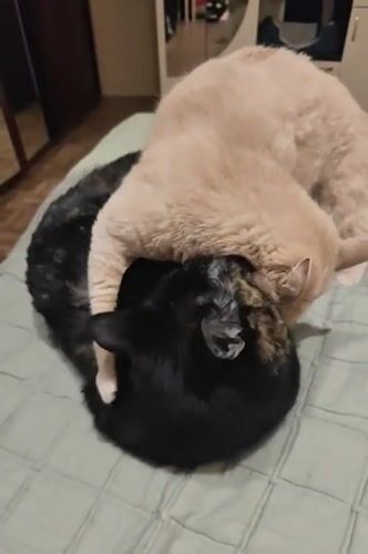 Cats napping and grooming on a Kyiv apartment bed
