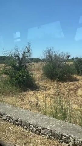 The video shows a moving shot of a rural landscape under a clear blue sky. The foreground features a low stone wall and dry, tall grass. Beyond the wall, a field of dry, golden crops is visible, with scattered trees and bushes. A prominent feature is a gnarled, bare-branched tree. Further in the distance, there are more trees and a line of low hills or vegetation. The camera appears to be moving, possibly from a vehicle, as evidenced by reflections on the glass. There are no people or animals visible. The environment appears dry and sunny, suggesting a warm climate. There are some scattered pieces of litter visible in the grass.