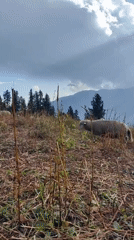 Sheep grazing on a misty Manali hillside under stormy skies