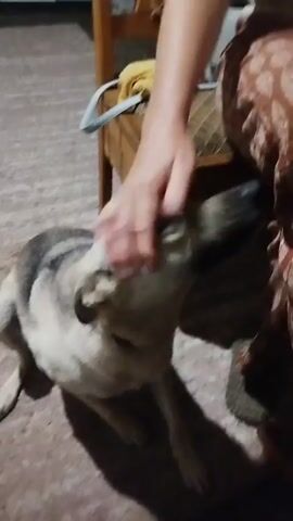 A person's hand pets a dog's head and neck. The dog is light-colored with dark markings around its nose and eyes. The dog is looking up at the person. The setting appears to be indoors, with a floor that looks like concrete or tile and what appears to be a wooden chair or bench in the background. The lighting is dim.