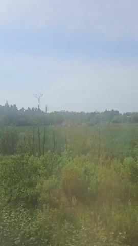 This media file is a short video clip showcasing a serene, natural landscape in Ligūnai, Lithuania. The scene is dominated by lush greenery, with fields of tall grass and various bushes and trees filling the frame. The vegetation appears vibrant and healthy, suggesting a warm season, likely late spring or summer. The sky is a pale blue with a few wispy clouds, indicating a bright, possibly hazy day.

The camera appears to be in motion, possibly from a vehicle, as the perspective shifts, revealing more of the surrounding environment. The overall atmosphere is peaceful and tranquil, with no human presence or prominent man-made objects visible, emphasizing the untouched beauty of the rural setting. The time of day seems to be late morning or early afternoon, given the clear skies and the way the sunlight illuminates the landscape. The focus is on the natural environment, evoking a sense of calm and immersion in nature. There is no visible text in the media file.