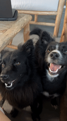 Two black dogs spotted wagging tails, looking upward