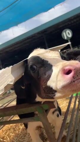 Here is a description of the video.
The video features a close-up shot of a young black and white calf. It is standing behind a green metal fence within a stall covered in hay. The calf's head is the main focus, revealing its pink nose with black speckles, dark eyes, and a tag on its ear bearing numbers and a QR code. The calf sticks its tongue out for a short amount of time. A piece of white cardboard is lodged between the calf's ear and the top of the stall, which has a blue tarp above it. A green number "10" is visible in the background.