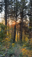 Sunset captured through forest trees near Heidelberg