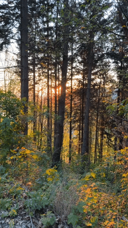 Sunset captured through forest trees near Heidelberg