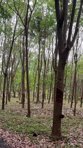 The video shows a rubber tree plantation. The ground is covered in fallen leaves and vegetation. The trees are tall and slender with thin trunks.  Many of the trees have had their bark partially removed for the collection of rubber sap.  The sky is overcast. The camera pans slightly from left to right.
