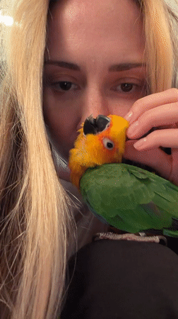 Woman pets Sun Conure parrot in tender moment