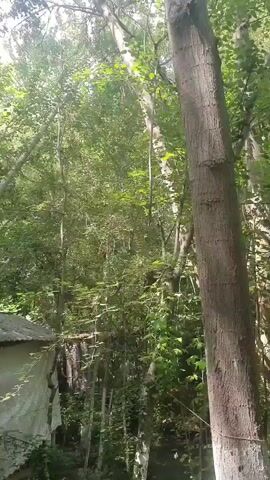 A video shows a camera panning across a wooded area with several trees. In the foreground, there is a white structure with a tarp covering the roof, and to the right, there is a brown wooden structure that appears to be a gazebo or seating area. The ground is covered in dirt and leaves, and there are some rocks and foliage visible. The lighting suggests it is daytime, with sunlight filtering through the trees.