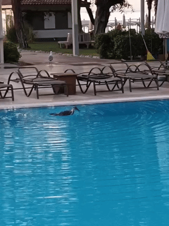 Late-night Kemer: poolside birds and mountain streets