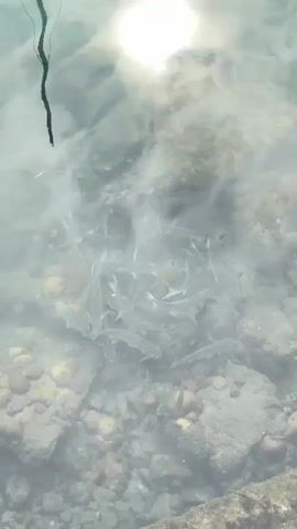 A school of small fish swims in clear water over a rocky bottom. The sun reflects on the surface of the water, creating a bright glare. One branch or piece of vegetation hangs into the water from the top left corner of the frame. The fish appear to be a light silver or gray color and are moving in unison. The water is shallow enough to see the details of the rocks and pebbles on the riverbed. The scene is peaceful and natural.