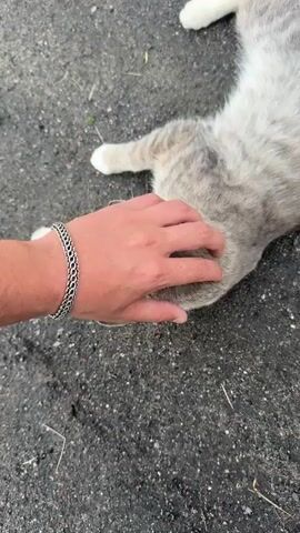 A person's hand, wearing a silver bracelet, pets a light gray tabby cat that is lying on its side on an asphalt surface. The cat's fur has darker gray tabby markings. The background is out of focus.