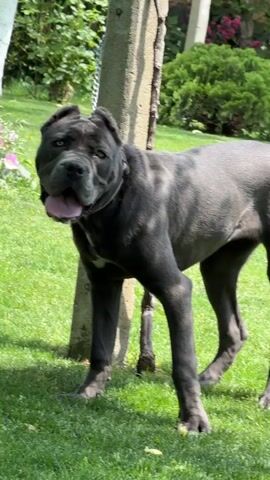 The video shows a large gray Cane Corso dog chained to a weathered concrete post in a grassy yard. The dog has its tongue out and is panting. The camera first focuses on the dog peering out from behind a blurry yellow object, then moves to reveal the entire dog. The dog shakes its head and looks around while still attached to the chain. The background includes green grass, leafy plants, and glimpses of other trees.