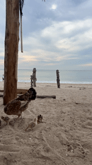 Everyday moments captured: beaches, cannabis shops, Russian-plated cars, urban scenes