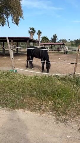 The video presents a tranquil outdoor scene at an equestrian facility, likely in Sagunt / Sagunto, Spain, given the provided context.

The primary subject is a striking black horse, positioned centrally within a dry, light-brown dirt paddock. The horse has a long, dark mane and tail, and it is seen with its head lowered, calmly grazing or foraging on the ground.

The paddock is enclosed by a simple white electric fence, consisting of two strands, which runs across the foreground. Immediately outside this fence, the ground is covered with lush green grass and weeds, providing a visual contrast to the dirt within the enclosure.

In the background, under a bright, clear blue sky with a few faint wisps of clouds, several rustic wooden structures with dark roofs, appearing to be stables or shelters, are visible. Two prominent palm trees, indicative of a warm, Mediterranean climate, rise above these buildings. Further in the distance, within another section of the facility, a lighter-colored horse or pony can be seen, along with a person in light clothing. Two small white birds, likely pigeons, are also present on the ground near the black horse.

The scene suggests a sunny late morning or early afternoon. The ambient sound primarily consists of a gentle, consistent wind, accompanied by a very faint, high-pitched hum that might be from the electric fence or general background noise. No visible text is present in the video. The overall impression is one of peace and quiet in a rural or semi-rural setting.