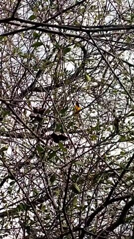A video shows a bright orange and black bird, likely a Venezuelan Troupial (Icterus icterus), perched among the branches of a tree. The tree has many thin, dark, mostly bare branches, with sparse clusters of green leaves scattered throughout. The bird is visible towards the upper middle of the frame, moving slightly and appearing to call out, as a distinct bird song is heard throughout the video. The background is a bright, diffused white, suggesting an overcast sky. The scene is set in Capital Díaz, Venezuela.
