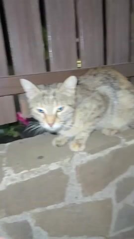 The video shows a tabby cat sitting on a stone wall in front of a wooden bench. The cat is facing forward and looking down. It then turns its head to the left and looks away from the camera. The cat then lowers its head as if to sniff something on the wall. The lighting is dim, suggesting it is evening or night. There are some pink flowers visible behind the cat on the left side of the frame.