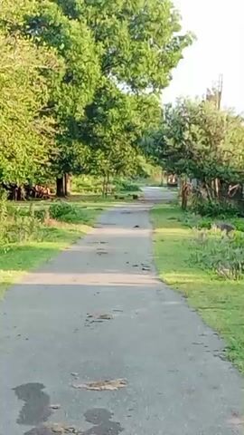 The video shows a pathway through a grassy area with trees. In the background, there are some buildings, possibly industrial, with smokestacks. There is also a metal gate visible. The lighting suggests it is either early morning or late afternoon.