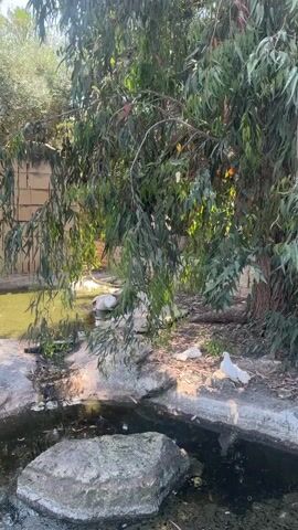 The video shows a pond under the shade of a large eucalyptus tree. The pond is surrounded by rocks and the water is murky with some algae. There are three white swans visible around the pond. One is in the water, preening its feathers with its orange beak. The other two are on the bank. There is a beige hose visible near the back of the pond and a beige wall in the background.