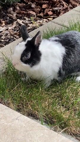 The video shows a black and white rabbit sitting in green grass. The rabbit is near a concrete border and some mulch. The camera zooms in on the rabbit as it sits and looks around.