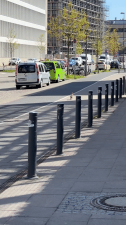 Hare spotted running through urban Kiel streets on sunny day