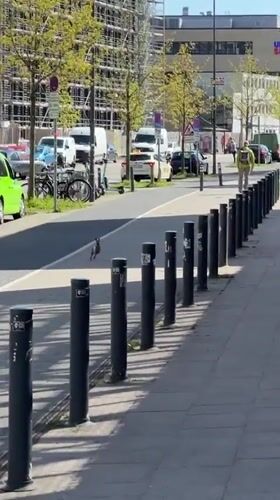 Hare spotted running through urban Kiel streets on sunny day