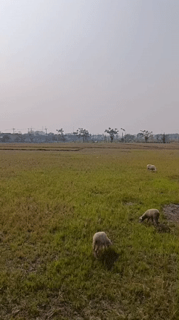 Cariu, Indonesia