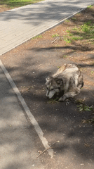 Dog spotted resting in Novokuznetsk park during morning hours