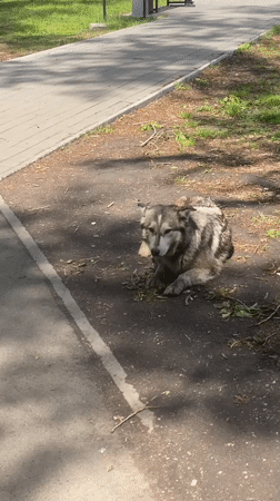 Dog spotted resting in Novokuznetsk park during morning hours