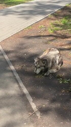 Dog spotted resting in Novokuznetsk park during morning hours