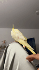 Cockatiel preens on fabric as woman eats pizza in Krasnoyarsk