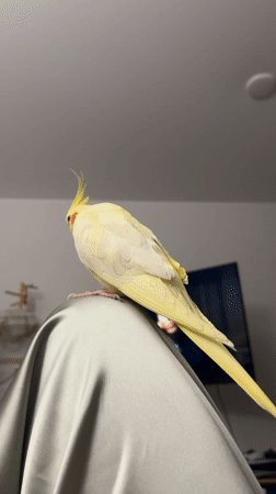 Cockatiel preens on fabric as woman eats pizza in Krasnoyarsk