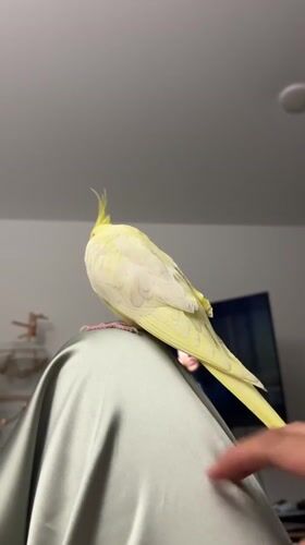 Cockatiel preens on fabric as woman eats pizza in Krasnoyarsk