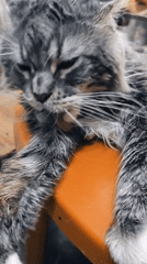 Maine Coon cat resting and grooming in Abakan