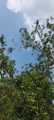 THE VIDEO CAPTURES A LOW-ANGLE SHOT LOOKING UP TOWARDS A CLEAR BLUE SKY WITH SOME WHITE CLOUDS. THE FOREGROUND IS FILLED WITH THE CANOPIES OF SEVERAL TREES. THE LEAVES ARE LUSH AND GREEN, AND SOME OF THE TREES APPEAR TO BE FRUIT-BEARING, WITH SMALL GREEN FRUITS VISIBLE HANGING FROM THE BRANCHES OF THE TALLER TREES. THE CAMERA SEEMS TO BE GENTLY PANNING OR SLIGHTLY JITTERING, AS THE PERSPECTIVE SHIFTS SUBTLY THROUGHOUT THE SHORT CLIP. THE OVERALL IMPRESSION IS OF A BRIGHT, SUNNY DAY IN A NATURAL, LIKELY TROPICAL OR SUBTROPICAL, ENVIRONMENT.