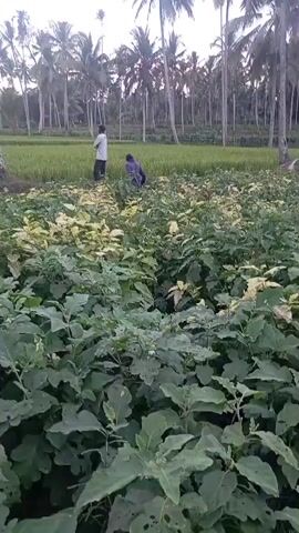The video shows a view of a field with two individuals. The foreground is filled with lush green plants, possibly crops, with some plants exhibiting yellow or variegated leaves. In the mid-ground, the two individuals are visible. One, wearing a light-colored shirt and dark pants, stands facing away from the camera. The other, wearing dark clothing, is crouched down, appearing to be working on the ground. Behind them, a strip of green rice paddy is visible, bordered by a line of tall palm trees that extend to the horizon. The lighting suggests it is either early morning or late afternoon, with soft, diffused light and a warm tone. The overall impression is of a rural agricultural setting.