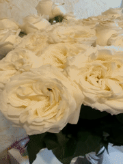 White rose bouquet documented indoors during brief afternoon moment